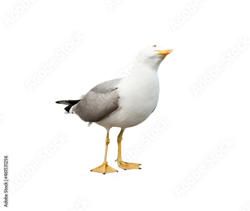 Seagull looking up, isolated on white background