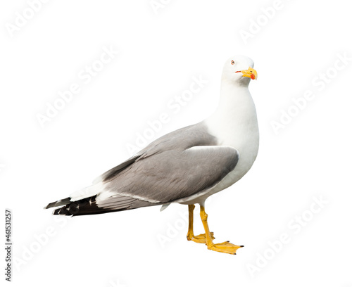 Sea gull, isolated on white background © E.O.