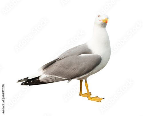 Sea gull, isolated on white background © E.O.