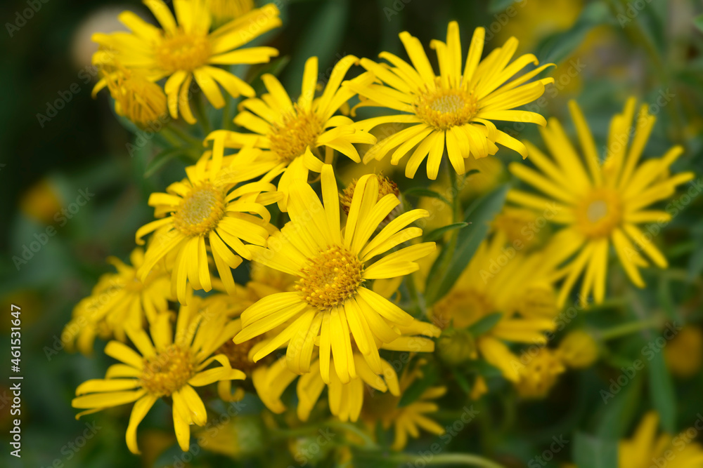 Lemonyellow false goldenaster Lemonyellow false goldenaster