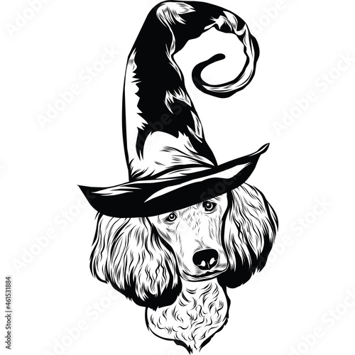 Poodle Dog in Witch Hat for Halloween