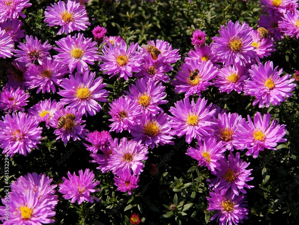 purple flowers zasters purple flowers zasters