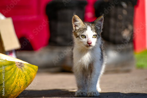 Small brown and white kitten sitting, portrait of homeless cat looking distance