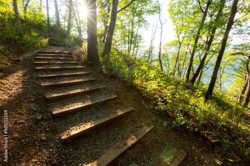 Wooden steps at an incline through forest