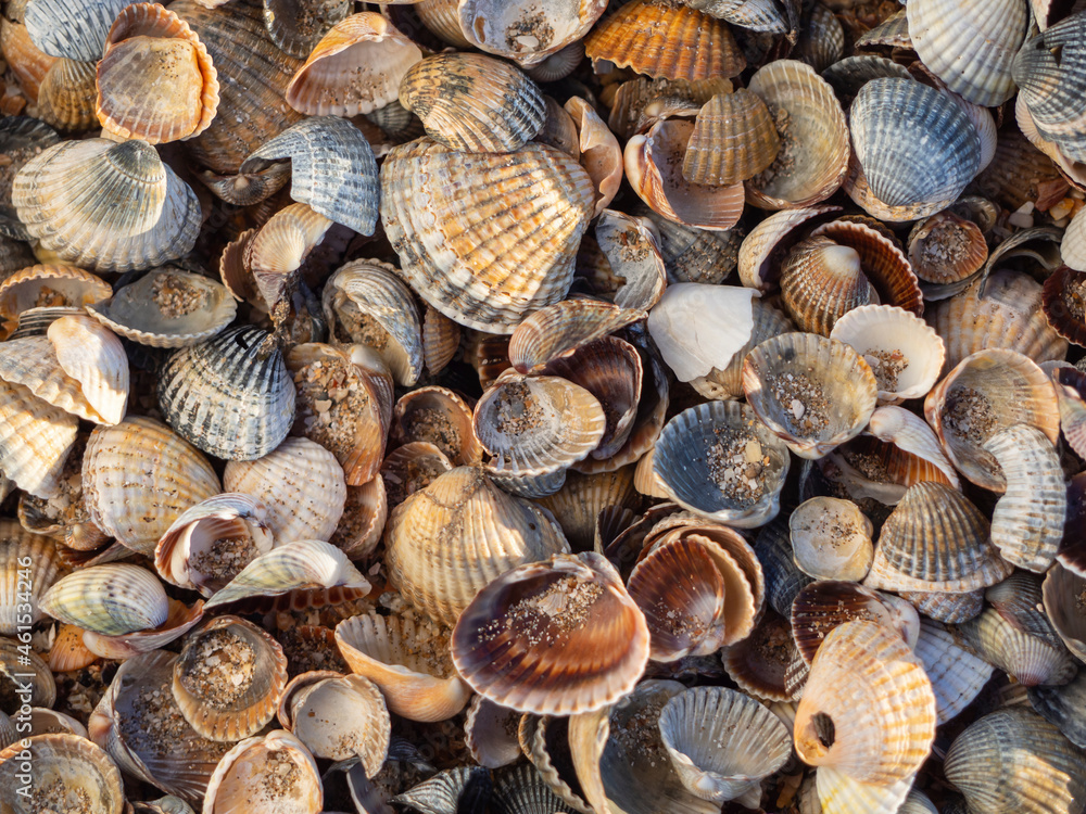 Seashells scallops cover the top of the multi colored beach ocean background texture place for text natural pattern of nature. Shell background, lots of amazing shells Seashells scallops cover the top of the multi colored beach ocean background texture place for text natural pattern of nature. Shell background, lots of amazing shells