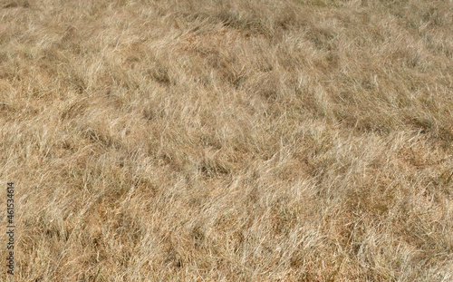 Dry grass texture from top view
