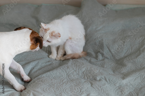 Jack russell terrier dog and irritated white cat on the bed. © Михаил Решетников