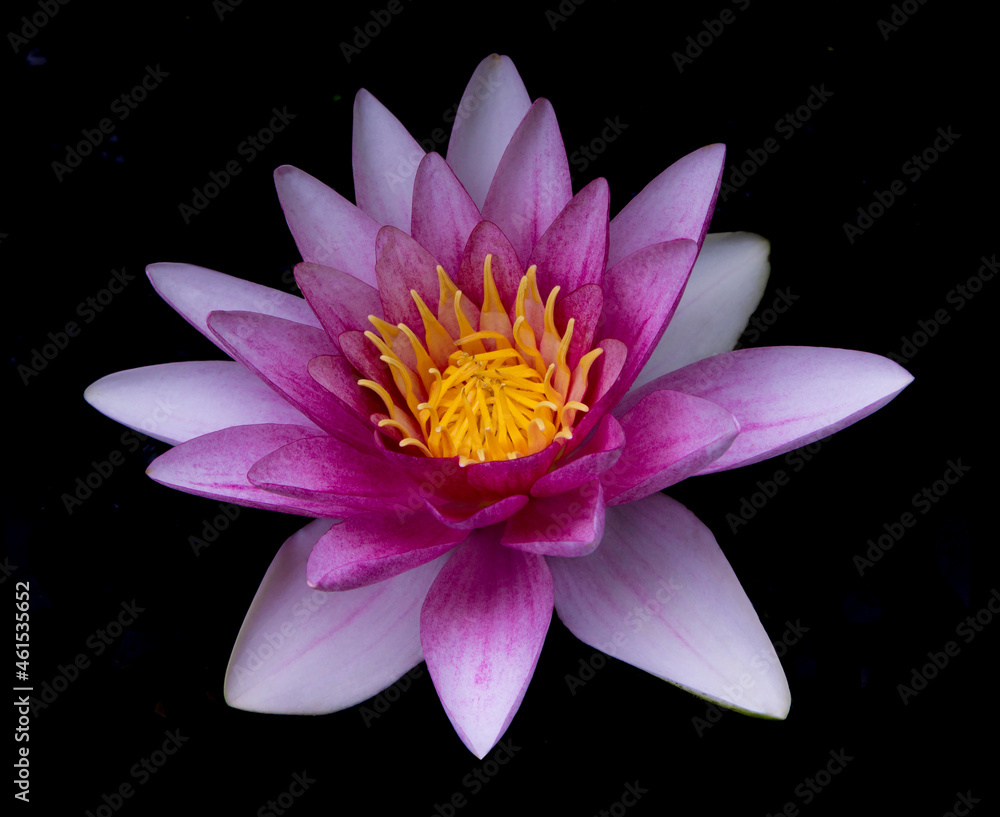 Close up of pink lotus flower in black background. 