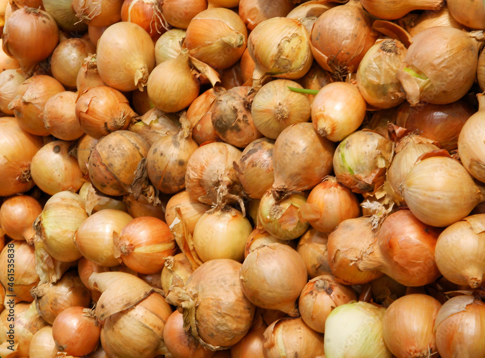 nions as tasty and spicy vegetable close up nions as tasty and spicy vegetable close up