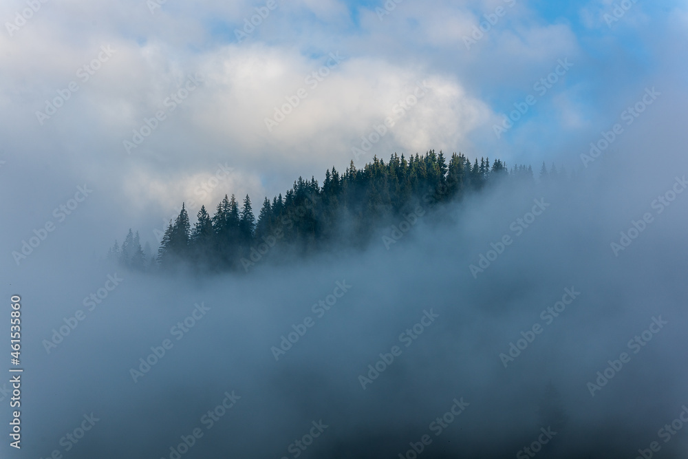 Dense pine forest in morning mist. Foggy Pine Forest.
