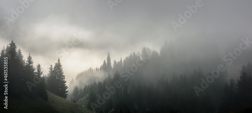 Fototapeta Naklejka Na Ścianę i Meble -  Dense pine forest in morning mist. Foggy Pine Forest.
