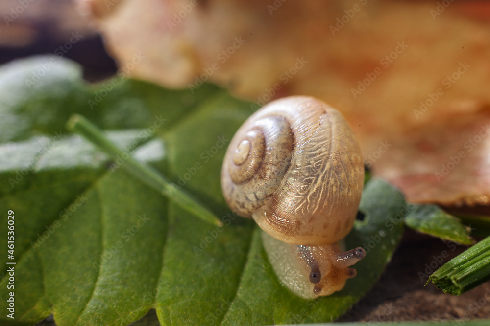 Wild snail crawls on a green leaf Wild snail crawls on a green leaf