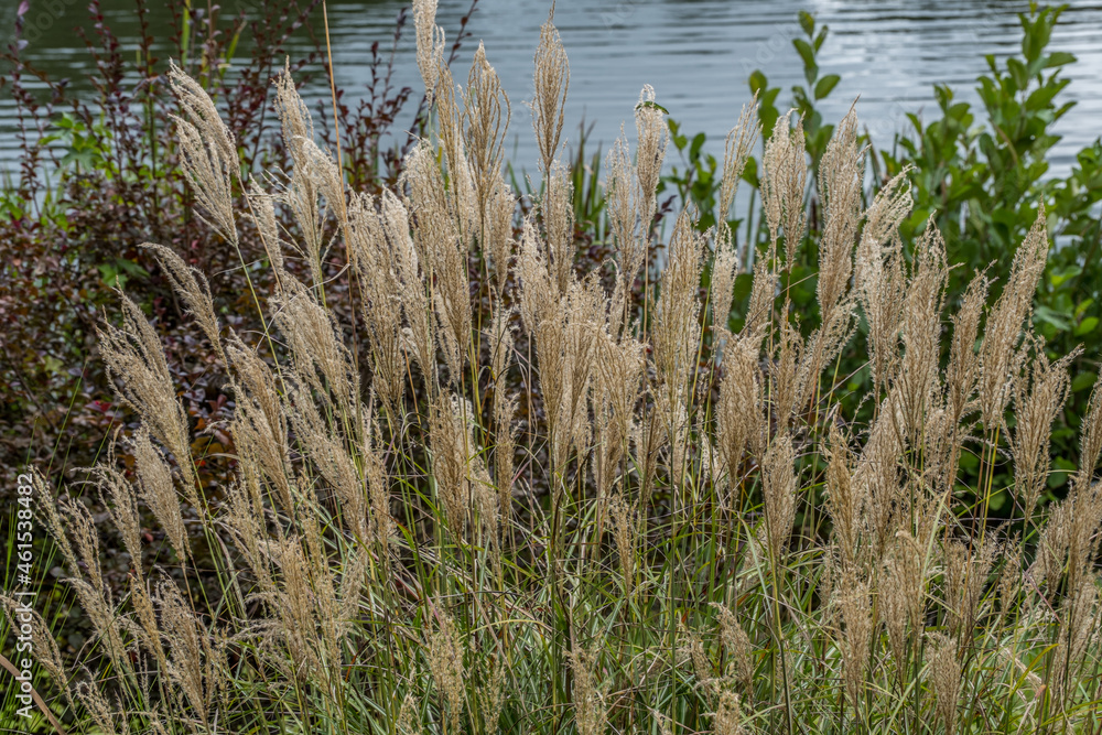 Fototapeta premium Chinese silver grass plumes closeup