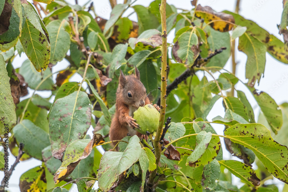 eichhörnchen eichhörnchen