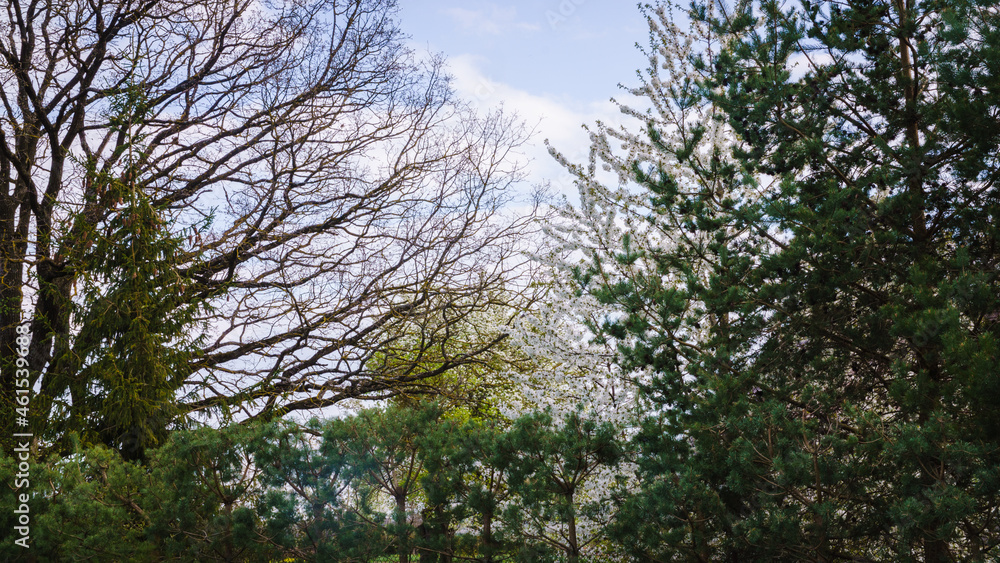 Large oak branches without leaves on a sky background, pines along the fence, flowering pear on Large oak branches without leaves on a sky background, pines along the fence, flowering pear on