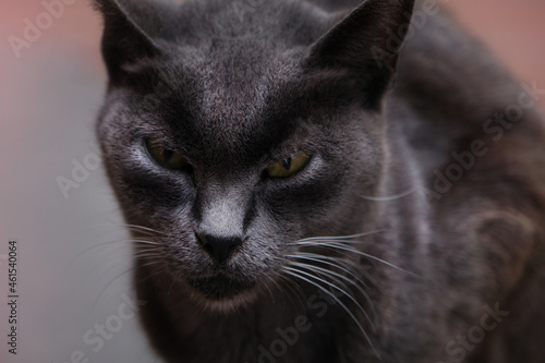 black and white cat ready for hunting