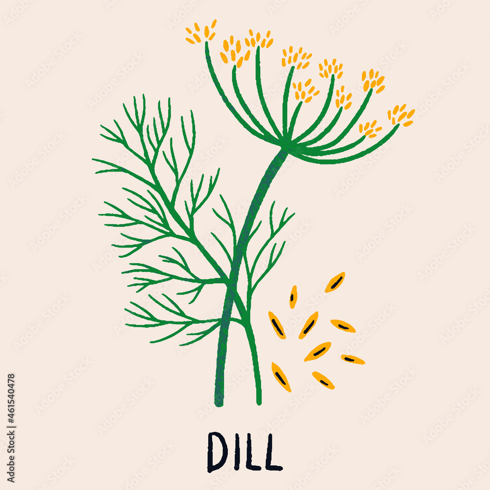 Fotografie Dill branch, flower and seeds
