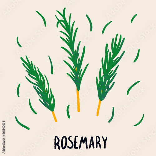 Rosemary branch and leaves. Herb isolated vector illustration in hand drawn flat style. Food magazine illustration
