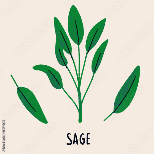 Sage branch and leaves. Herb isolated vector illustration in hand drawn flat style. Food magazine illustration