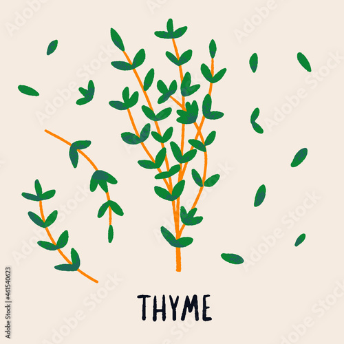 Thyme branch and leaves. Herb isolated vector illustration in hand drawn flat style. Food magazine illustration