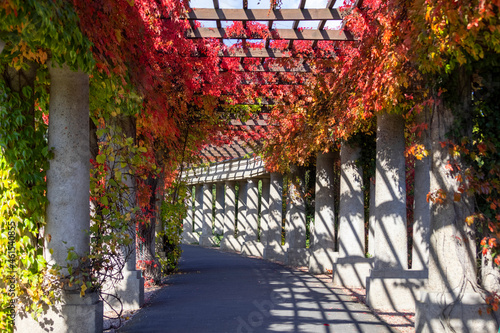 Pergola in Wroclaw on an autumn sunny day, colorful leaves of virginia creeper on a background of blue sky, Wroclaw, Poland