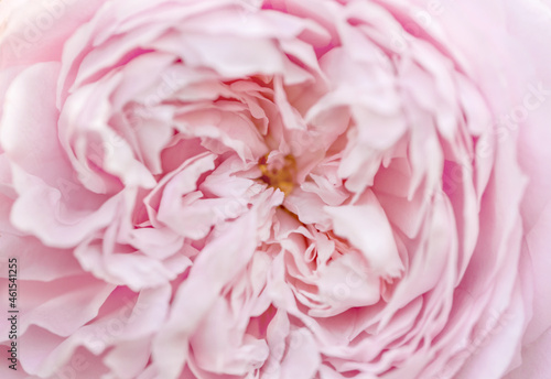 Fototapeta Naklejka Na Ścianę i Meble -  Pink rose macro close up, shallow depth of field
