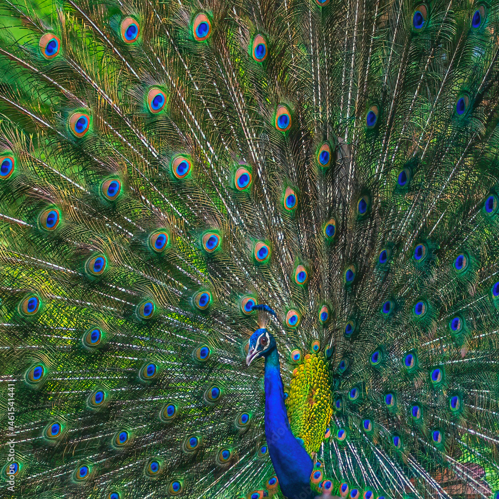 Obraz premium Dancing peacock a close up