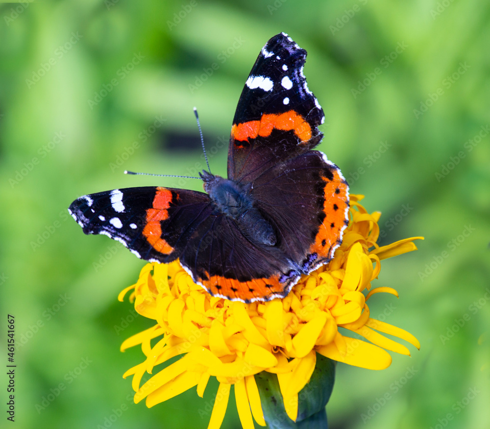 Admiral butterfly on a marigold flower. Admiral butterfly on a marigold flower.