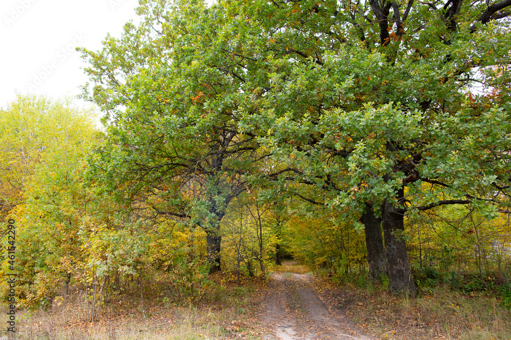 Road in the autumn forest with yellow leaves.