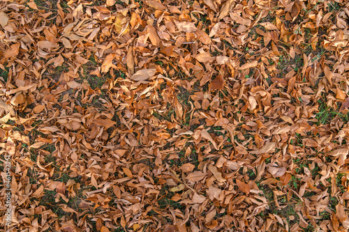 A general plan of dry red leaves on the ground. Autumn foliage on the ground in the park. Top view.