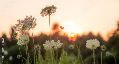 Wallpaper Mural 
Abstract warm landscape of dry wildflower and grass meadow on warm golden hour sunset or sunrise time.Tranquil autumn fall nature field background. Soft golden hour sunlight panoramic countryside
 Torontodigital.ca