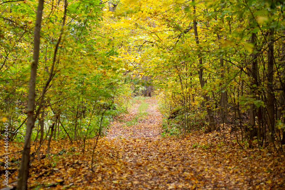 Obraz premium Road in the autumn forest with yellow leaves.