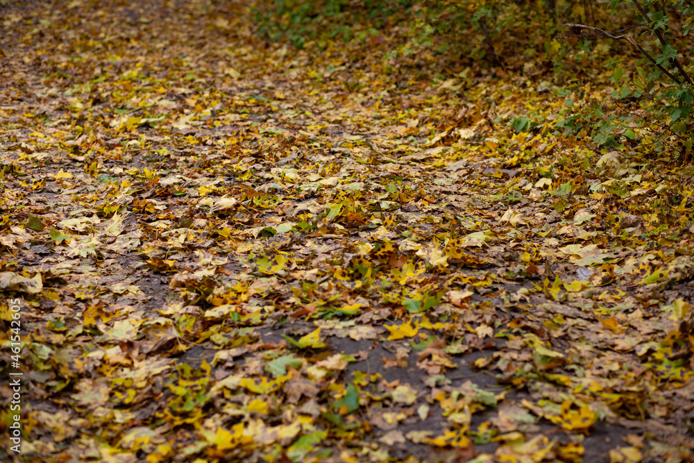 Yellow autumn leaves in the forest.