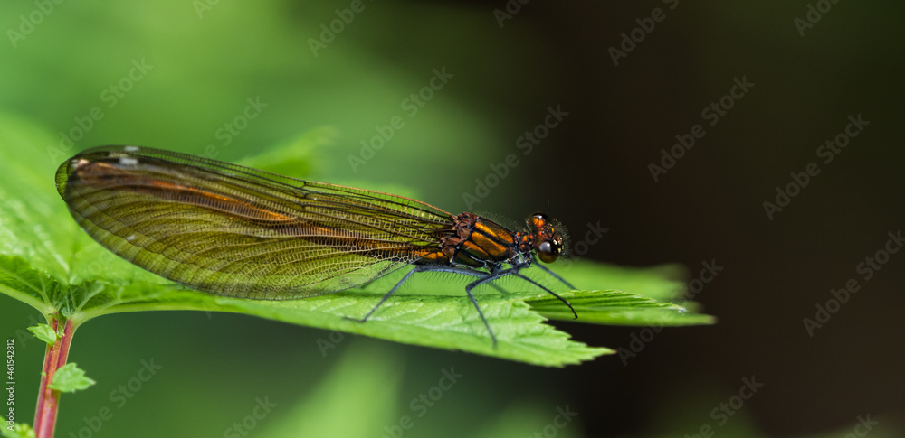 A dragonfly closeup while sitting on a leaf, copy space A dragonfly closeup while sitting on a leaf, copy space