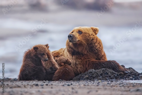 Fototapeta Grizzly bear mother with cubs on Alaskan beach