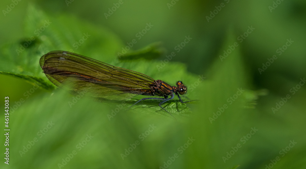 A dragonfly closeup while sitting on a leaf, copy space A dragonfly closeup while sitting on a leaf, copy space