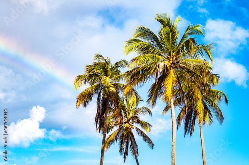 rainbow and coconut