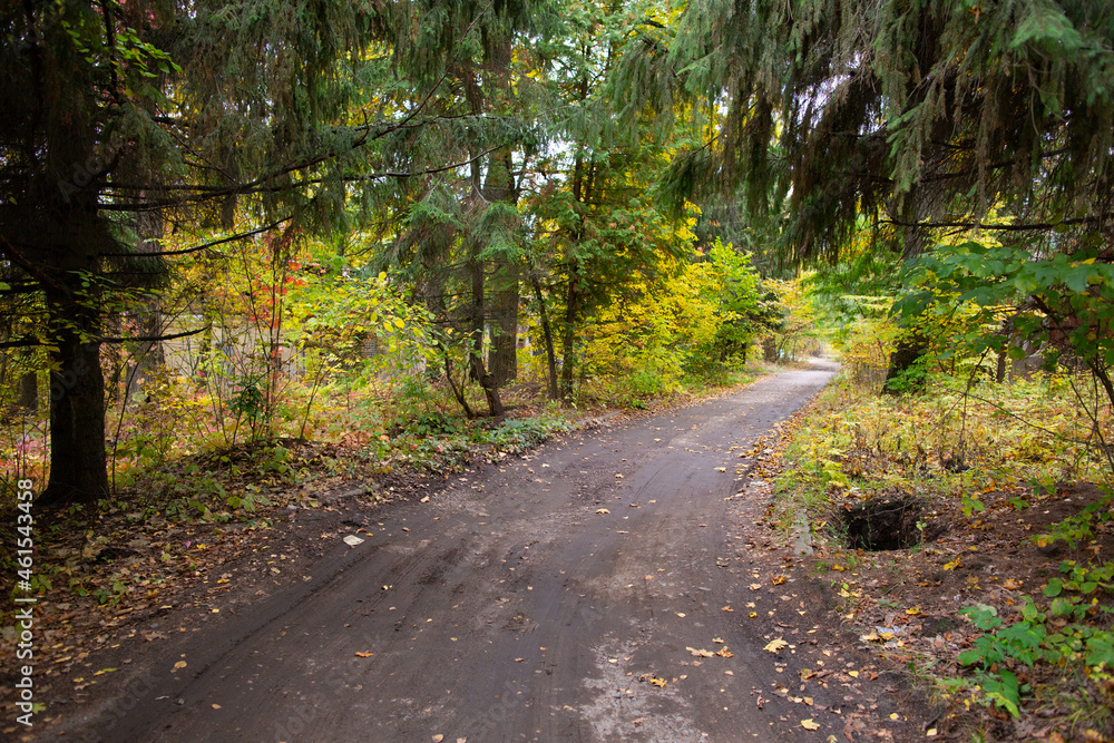 Road in the autumn forest with yellow leaves. Road in the autumn forest with yellow leaves.