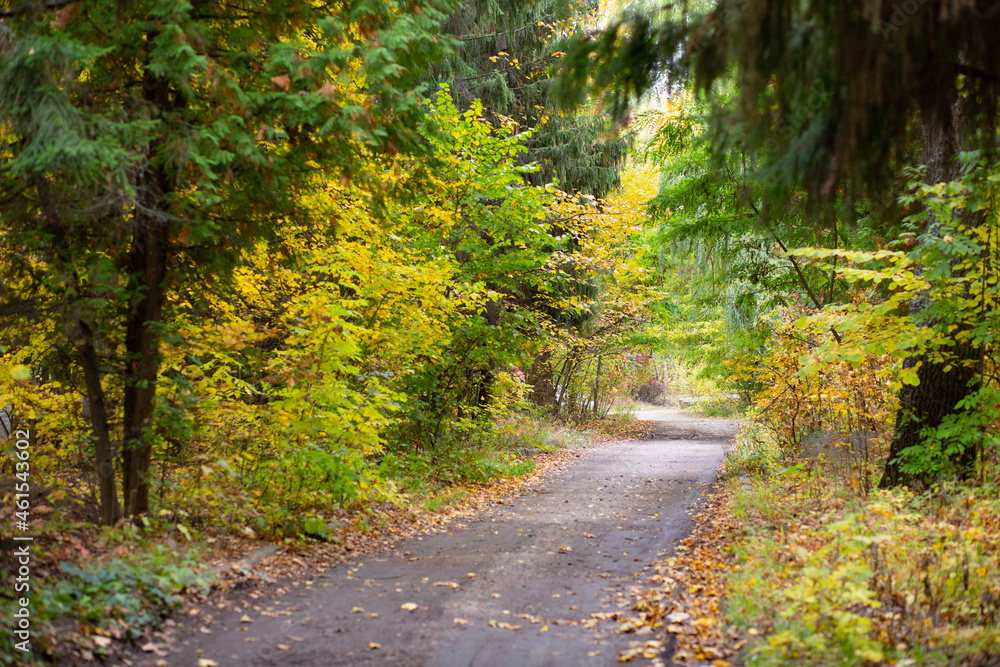 Road in the autumn forest with yellow leaves. Road in the autumn forest with yellow leaves.