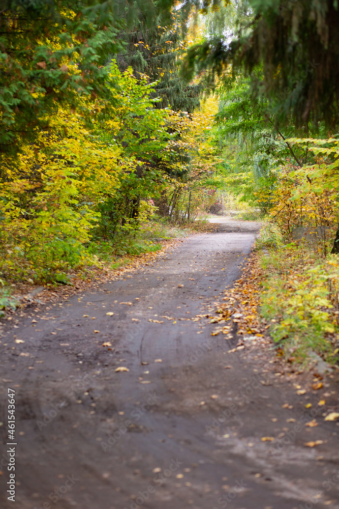 Road in the autumn forest with yellow leaves.