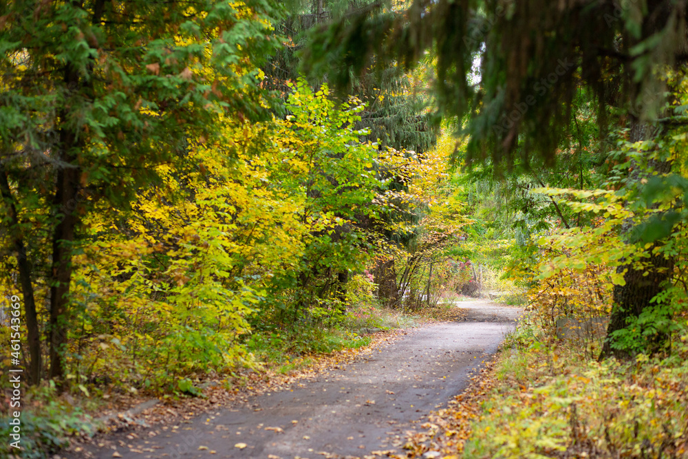 Road in the autumn forest with yellow leaves. Road in the autumn forest with yellow leaves.