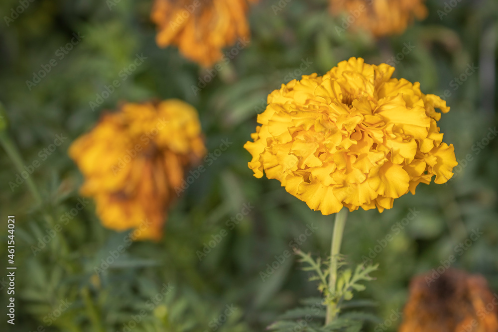 Des fleurs jaunes au jardin Des fleurs jaunes au jardin