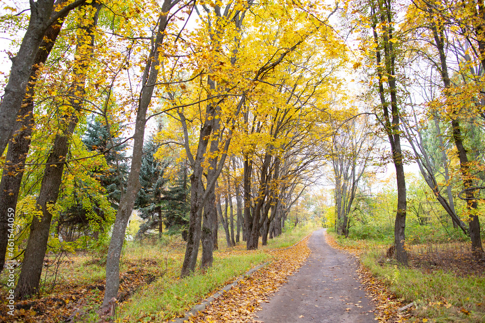 Walkway in the autumn park.