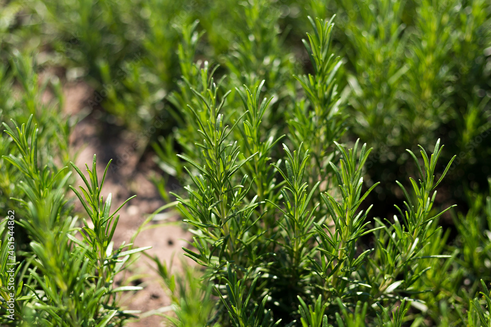 Obraz premium Fresh Rosemary Herb grow outdoor. Plant Ready to Cook, healthy food concept, top view. Organic farming. Home Gardening. Ingredients for dish