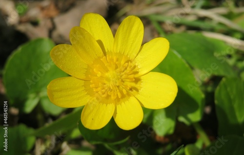 Beautiful yellow caltha flower in spring, closeup
