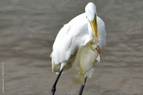 White heron with a fish in the beak on Lake Paranoa in Brazil photo
