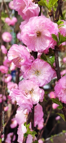 Pink flower on branch