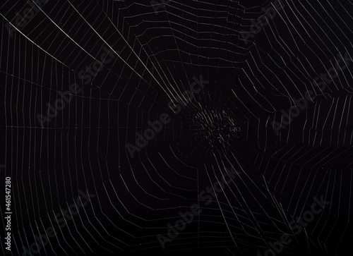 Spider web. Shiny spider web with black background.