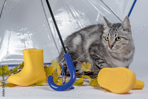 gray tabby cat with autumn leaves and yellow rubber boots under a transparent umbrella with a blue handle