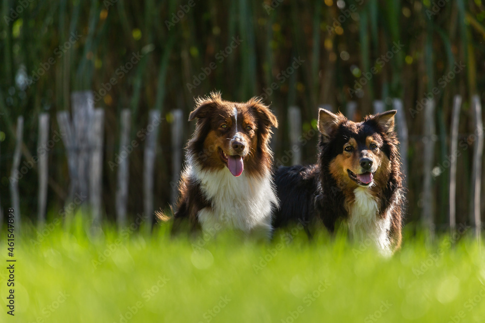 Portrait of two obedient australian shepherd dogs looking attentively